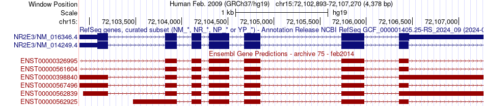 gene isoform structure of NR2E3