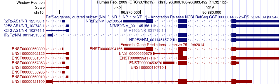gene isoform structure of NR2F2