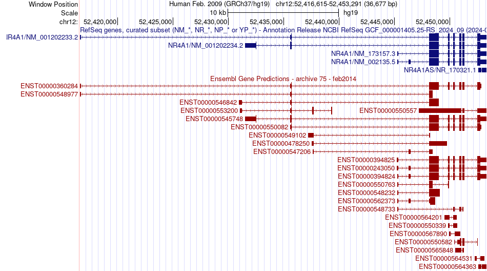 gene isoform structure of NR4A1
