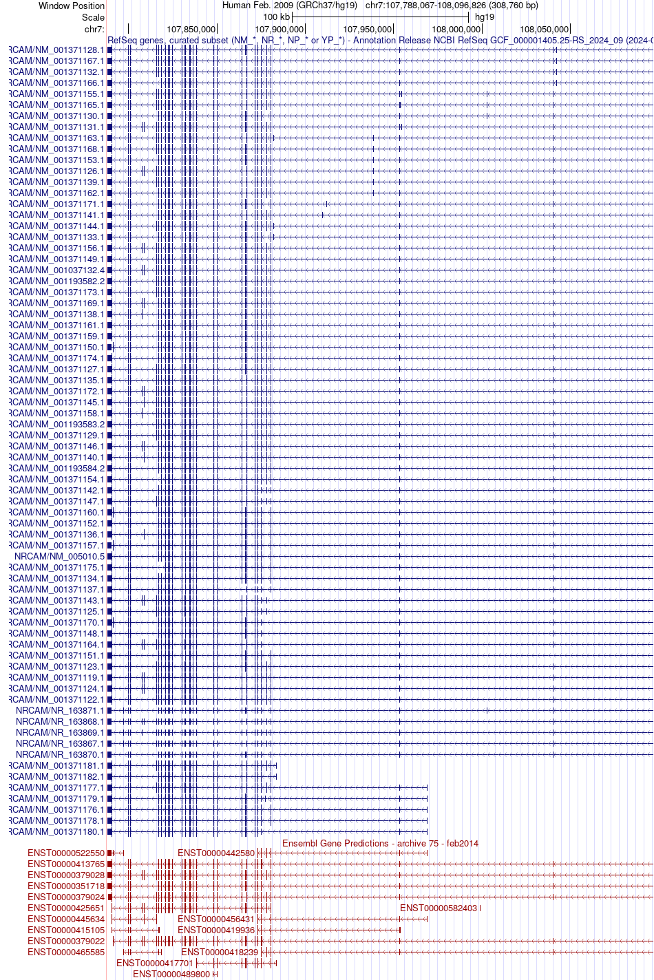 gene isoform structure of NRCAM