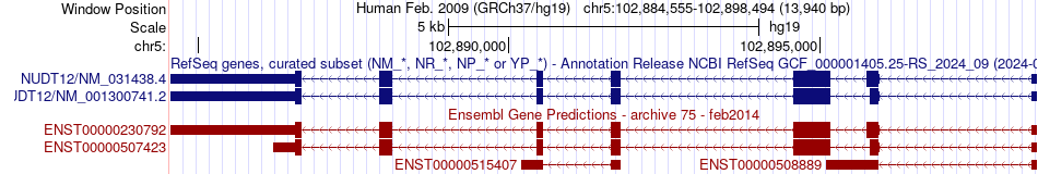 gene isoform structure of NUDT12
