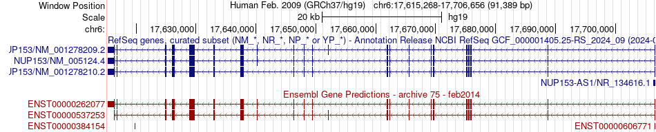 gene isoform structure of NUP153