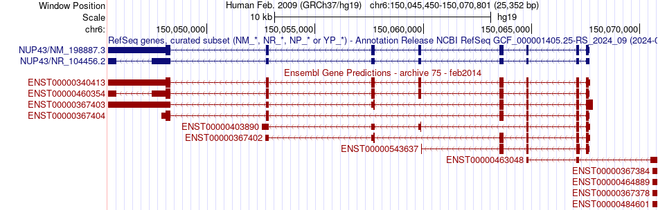 gene isoform structure of NUP43