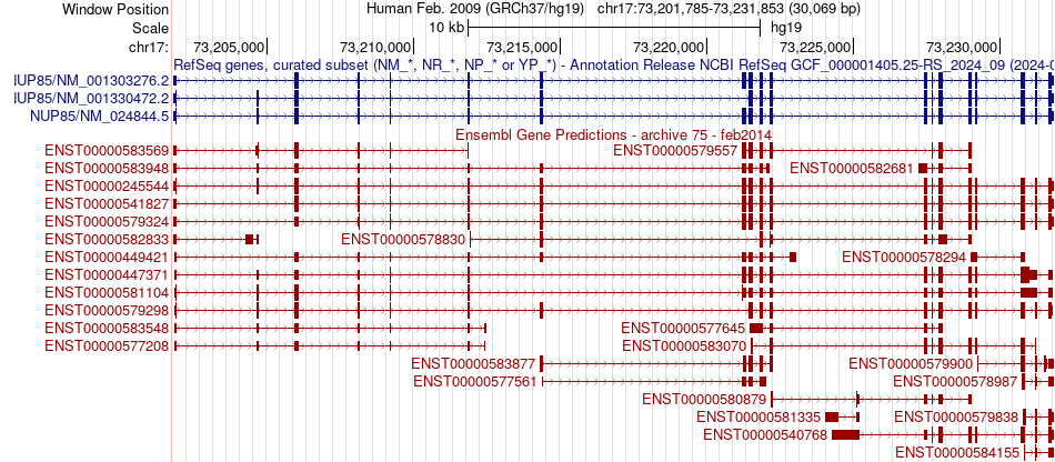 gene isoform structure of NUP85