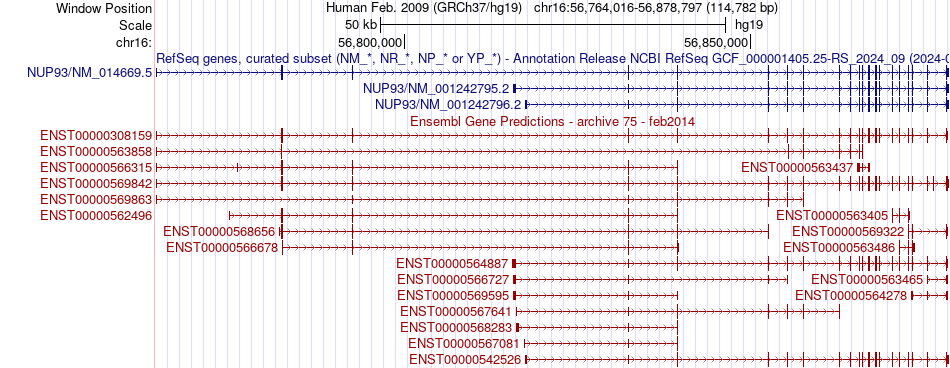 gene isoform structure of NUP93