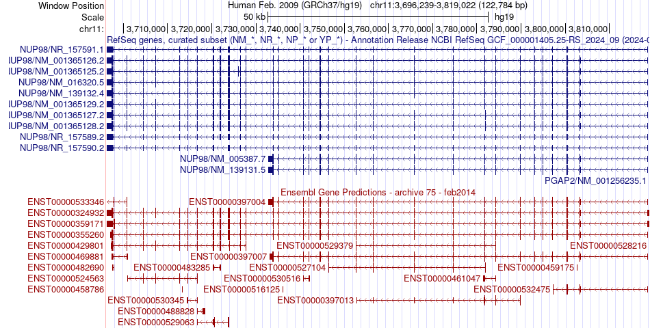 gene isoform structure of NUP98
