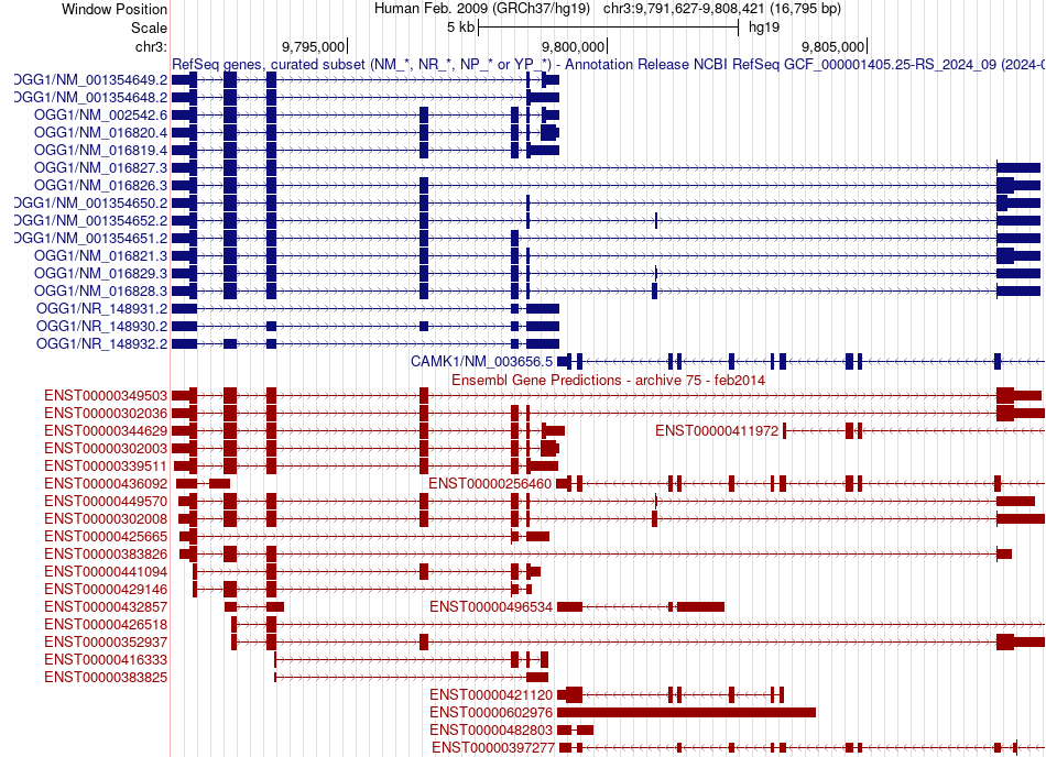 gene isoform structure of OGG1