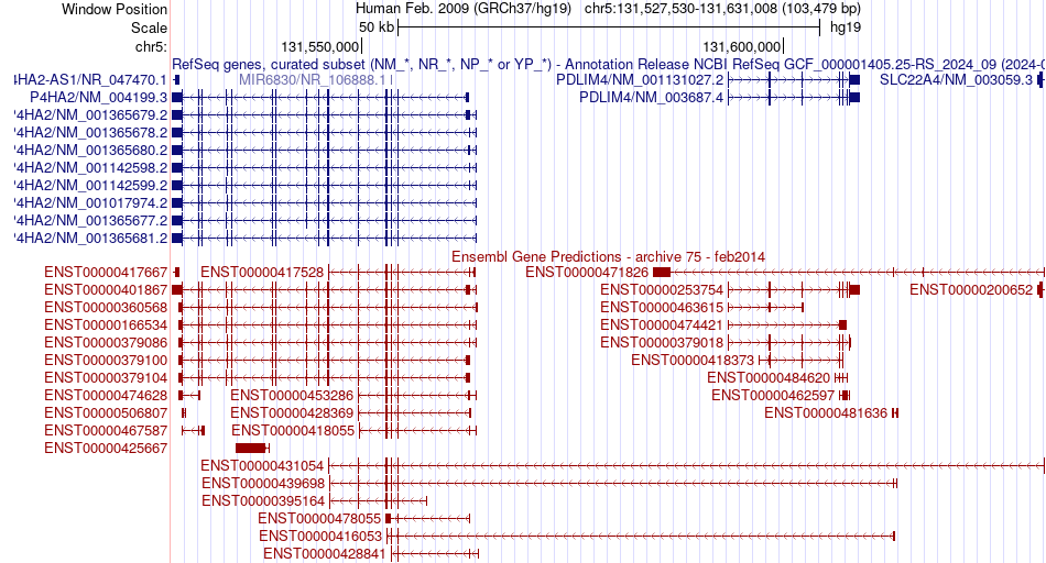 gene isoform structure of P4HA2