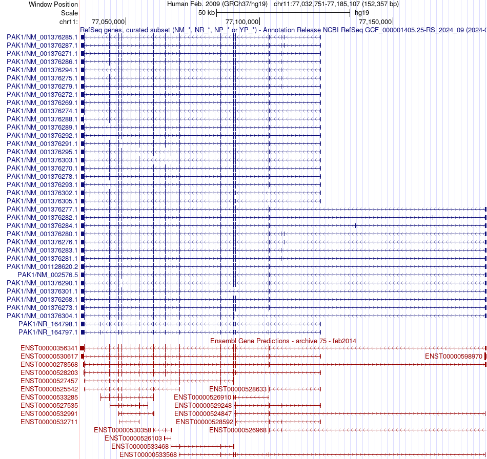 gene isoform structure of PAK1