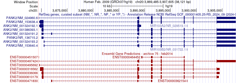 gene isoform structure of PANK2
