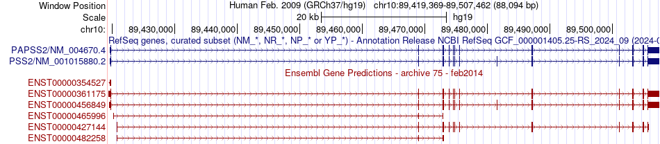 gene isoform structure of PAPSS2