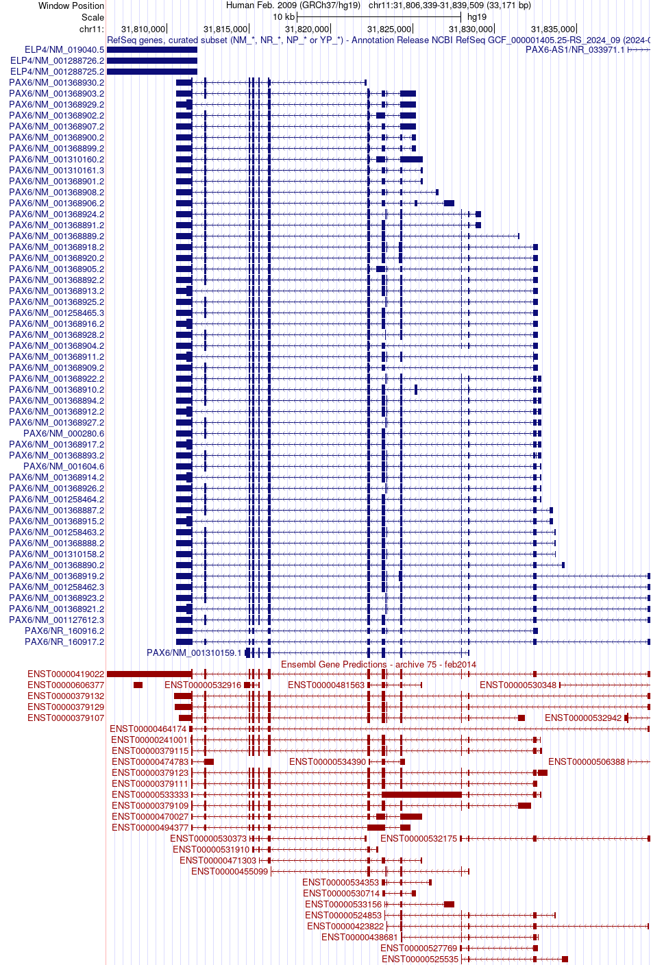gene isoform structure of PAX6