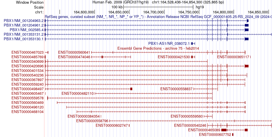 gene isoform structure of PBX1