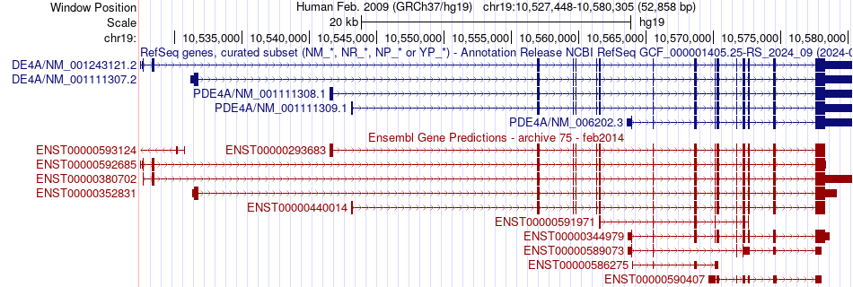 gene isoform structure of PDE4A