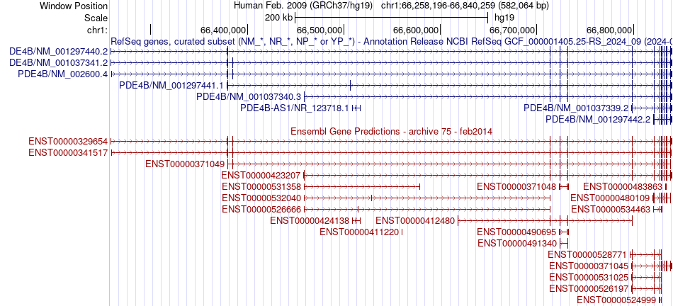 gene isoform structure of PDE4B