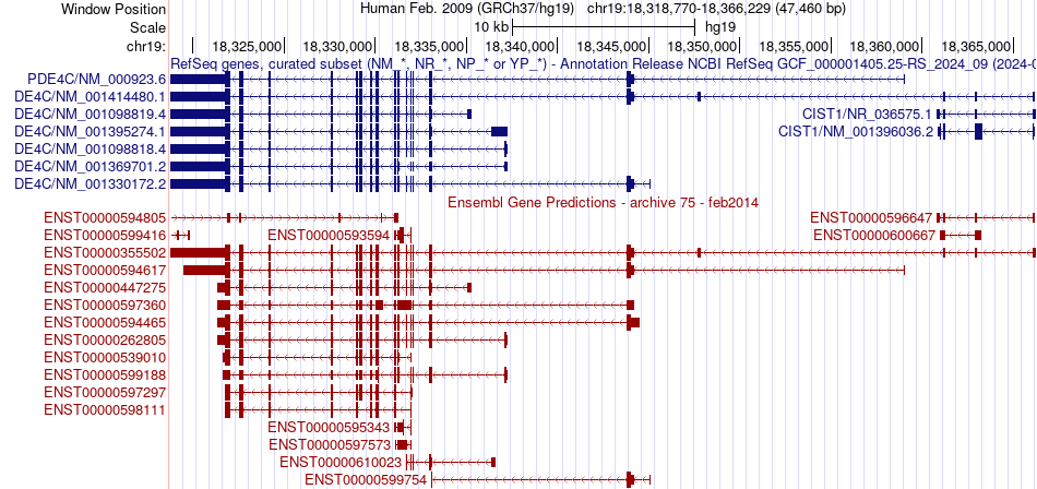gene isoform structure of PDE4C