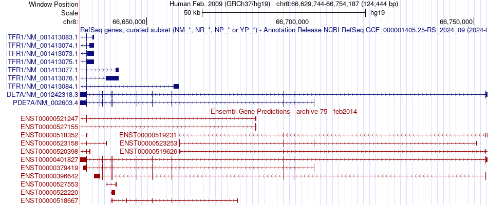 gene isoform structure of PDE7A