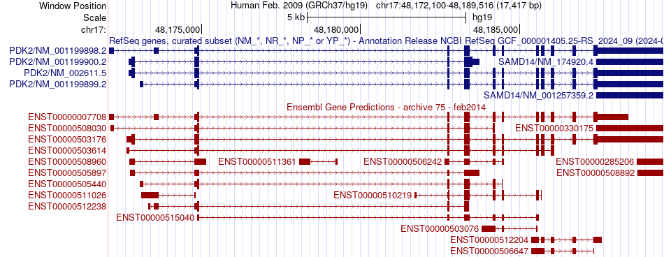 gene isoform structure of PDK2