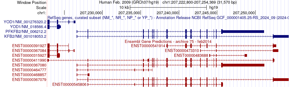 gene isoform structure of PFKFB2