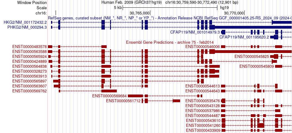 gene isoform structure of PHKG2