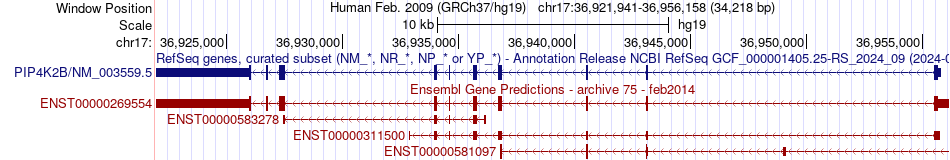 gene isoform structure of PIP4K2B