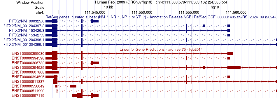 gene isoform structure of PITX2
