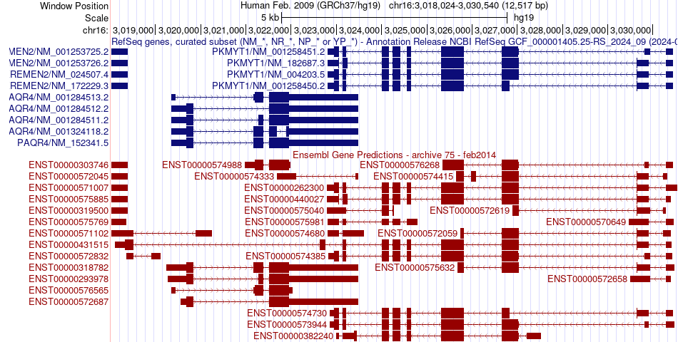 gene isoform structure of PKMYT1