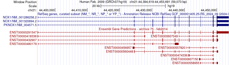 gene isoform structure of PKNOX1