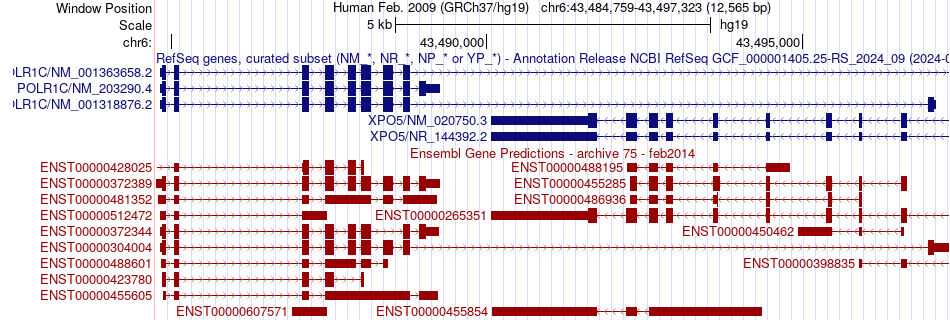 gene isoform structure of POLR1C