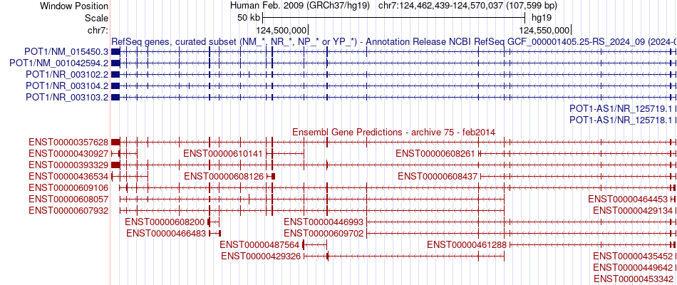 gene isoform structure of POT1