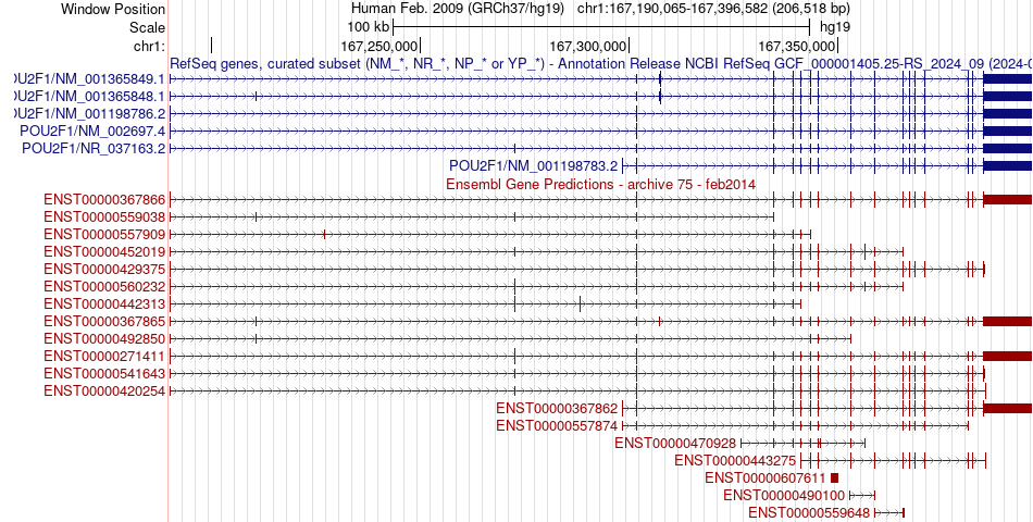 gene isoform structure of POU2F1