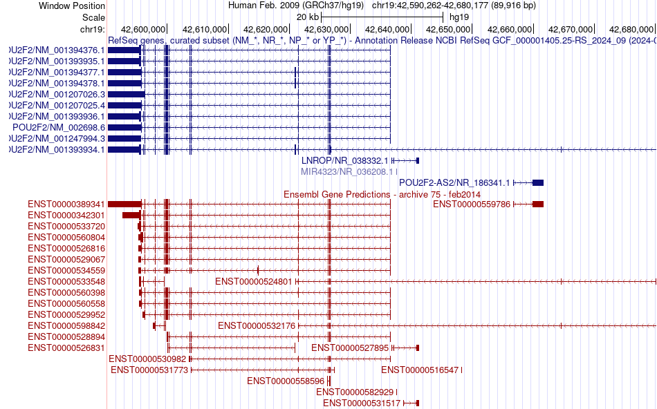 gene isoform structure of POU2F2