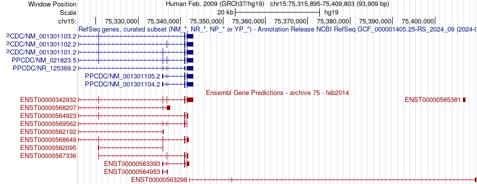 gene isoform structure of PPCDC
