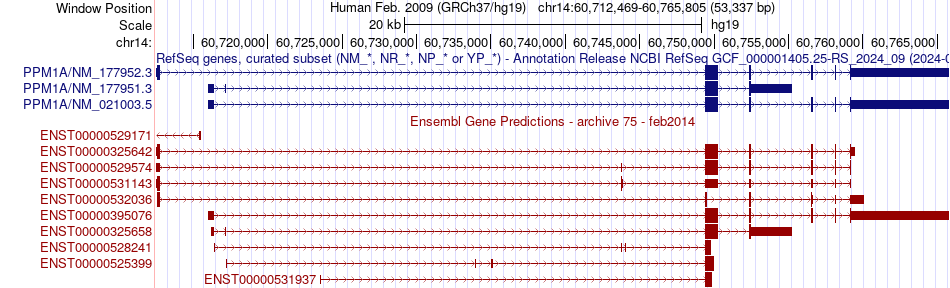gene isoform structure of PPM1A