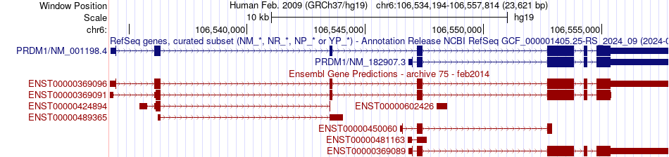 gene isoform structure of PRDM1
