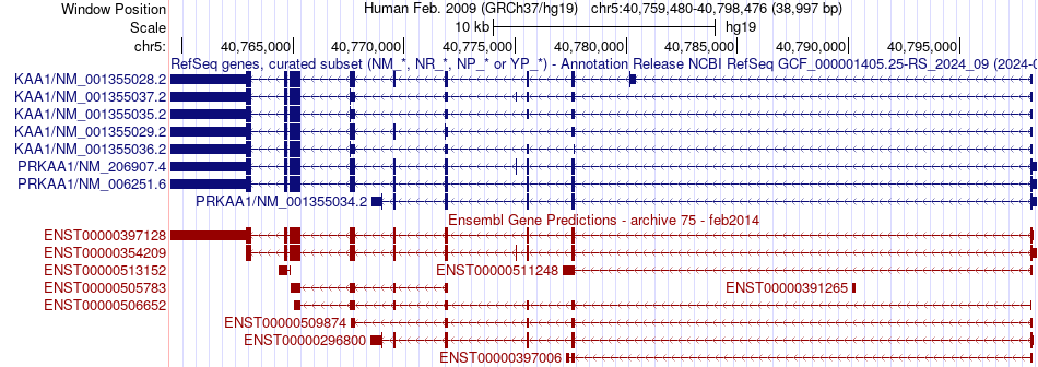 gene isoform structure of PRKAA1