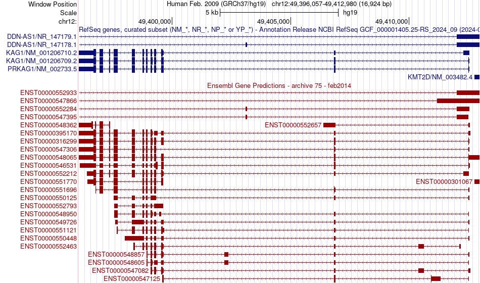 gene isoform structure of PRKAG1