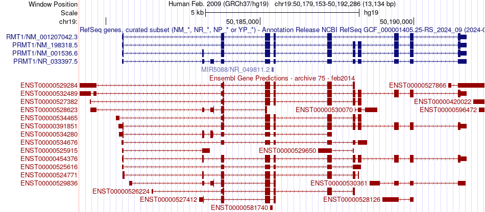gene isoform structure of PRMT1
