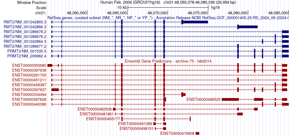 gene isoform structure of PRMT2