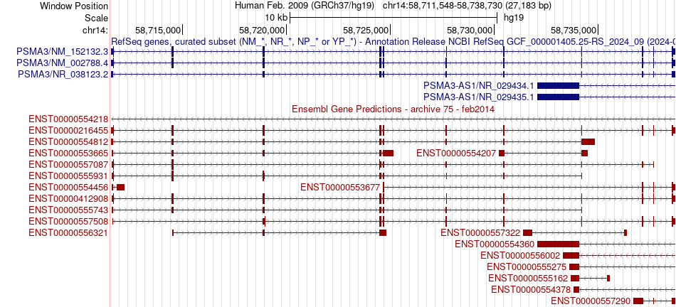 gene isoform structure of PSMA3