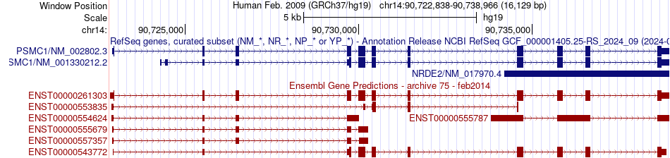 gene isoform structure of PSMC1