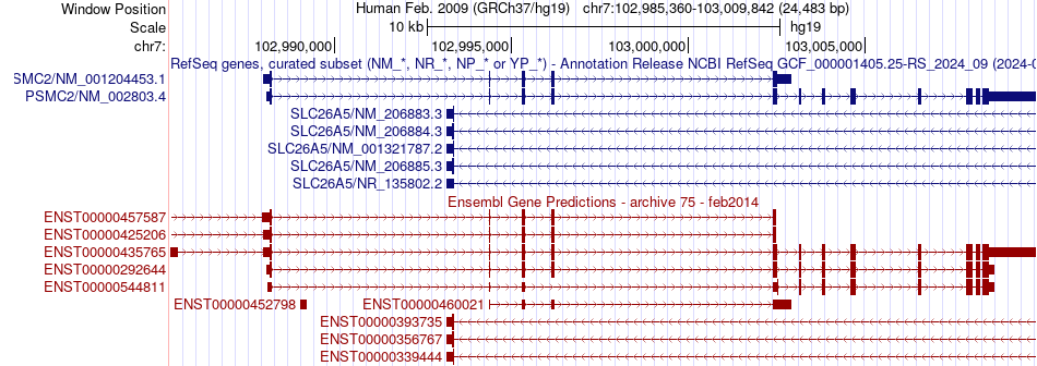 gene isoform structure of PSMC2