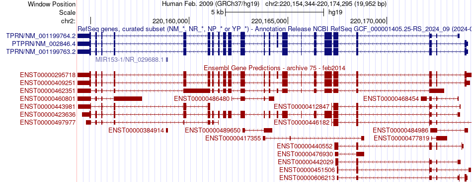 gene isoform structure of PTPRN