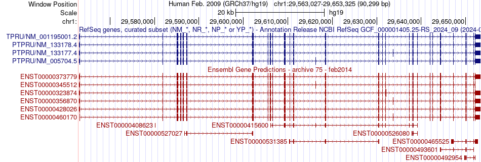 gene isoform structure of PTPRU