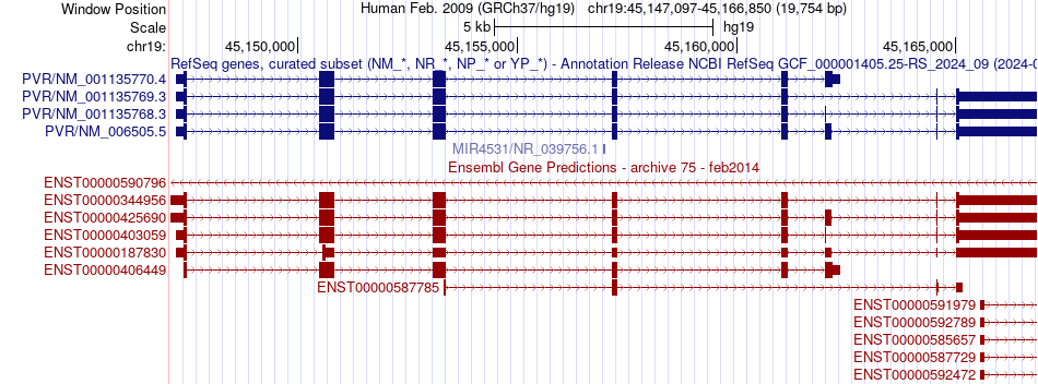 gene isoform structure of PVR