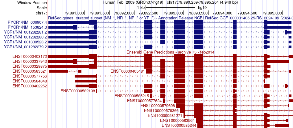 gene isoform structure of PYCR1