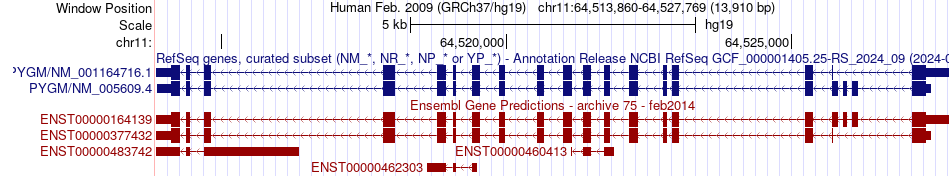 gene isoform structure of PYGM