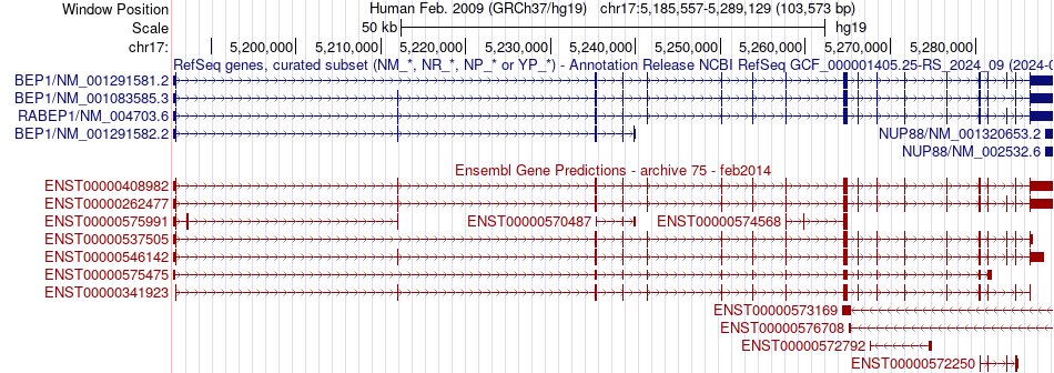 gene isoform structure of RABEP1