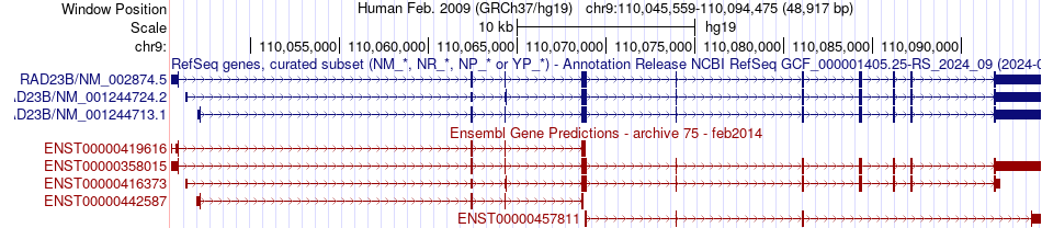 gene isoform structure of RAD23B