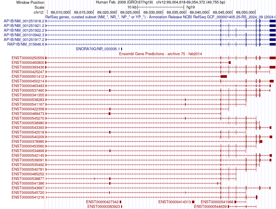 gene isoform structure of RAP1B